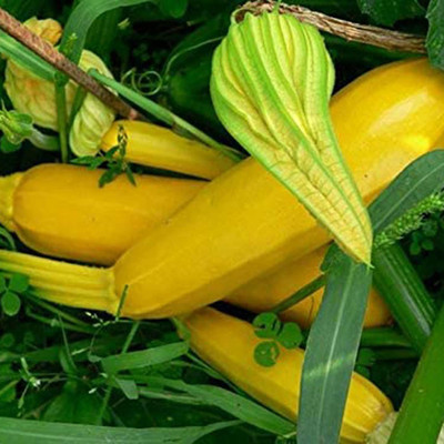 CYBEXIS Vegetable Garden Plant - Zucchini Seeds400 Seeds Seed(400 per packet)