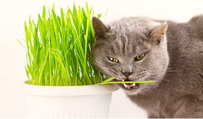 CYBEXIS GBPUT-61 - Cat Grass Tri-Grain Blend - (4500 Seeds) Seed(4500 per packet)