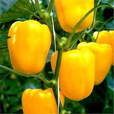 CYBEXIS GBPUT-44 - Yellow Capsicum Vegetable - (1350 Seeds) Seed(1350 per packet)