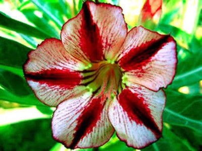 Qualtivate VXI-601 Imported Adenium Seed Seed(30 per packet)