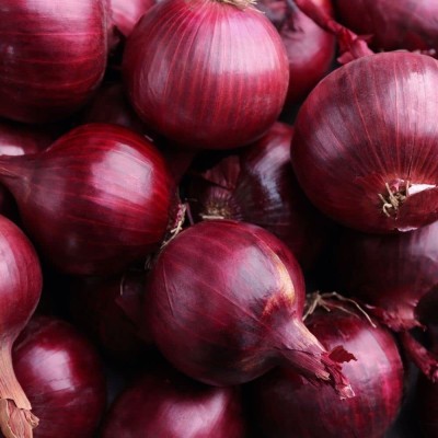 Qualtivate PUAS-5A Onion Red F1 Hybrid Seeds Seed(500 per packet)