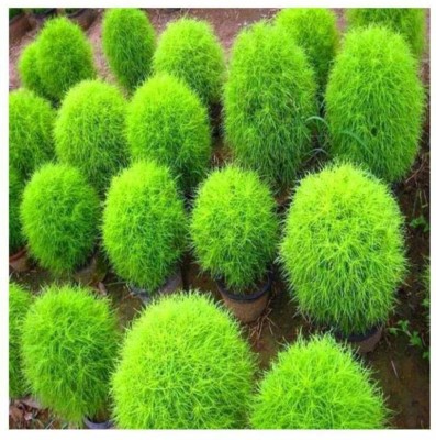 CEZIUS Kochia Seeds Border Grass Seeds Kochia - Flower Seed(500 per packet)