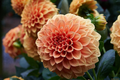CYBEXIS VVI-4 - Dahlia Pompon Mix - (60 Seeds) Seed(60 per packet)
