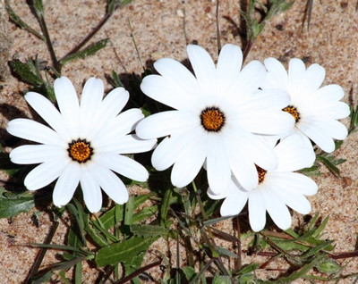 FEVESTA Dimorphotheca pluvialis (White) Seed(50 per packet)