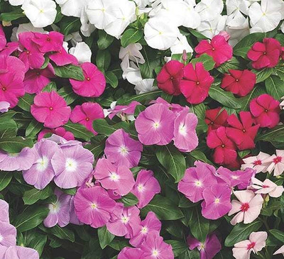 JVK Vinca Dwarf Mix Seed(100 per packet)