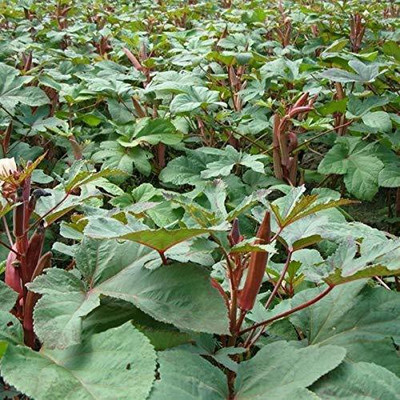 KANAYA Red Okra Seed(1000 per packet)