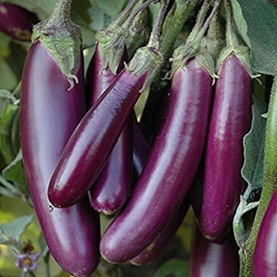 MKR Enterprises Bengan Seed(500 per packet)