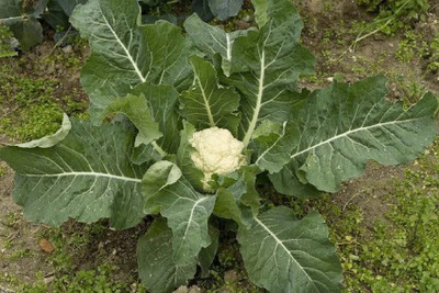 SUPRIKAM CAULIFLOWER Seed(30 per packet)