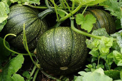 TRICONE Chappan Kaddu Seed(40 per packet)