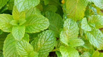 TANCES Peppermint Seed, Aromatic Herb Seed(80 per packet)