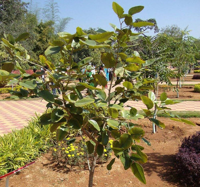 Seedsqlty Mini red sandalwood trees seeds, high germination (20 seeds) Seed(20 per packet)