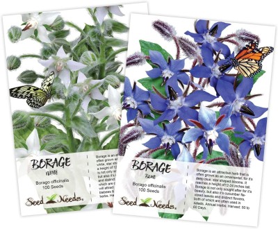 VibeX ATS-33 - White / Blue Borage - (450 Seeds) Seed(450 per packet)