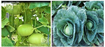 STOREFLIX bottle gourd round - cabbage Seed(300 per packet)