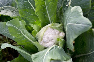 Greenfall Hybrid Cauliflower Seeds Seed(40 per packet)