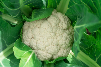 NatureForest white cauliflower,gobhee seeds Seed(40 per packet)