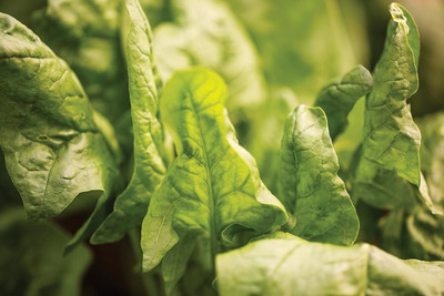Qualtivate HUA-4A Double Take Spinach Seeds Seed(300 per packet)