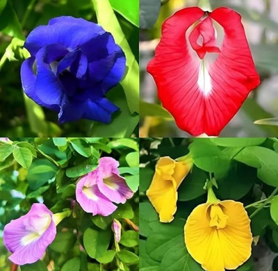 Dasstore aprajita mixer colour flower seed ( pack of 20+) Seed(20 per packet)