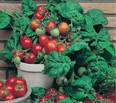 CYBEXIS BALKONZAUBER Tomato Seeds Ideal for Growing in Balcony or Terrace500 Seeds Seed(500 per packet)