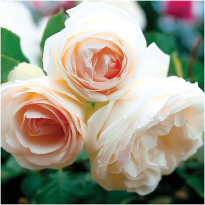CYBEXIS VVI-4 - White Eden Climbing Rose - (100 Seeds) Seed(100 per packet)