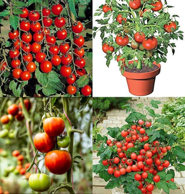 ibains Vegetable tomato seeds bij 67 Seed(67 per packet)