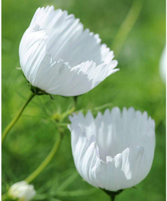 CYBEXIS Cosmos Flower White Blooms Seed(1 g)