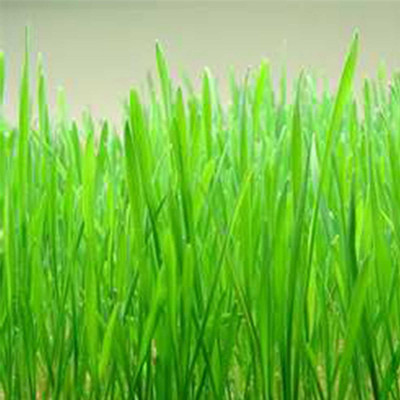 WILLVINE Sprouting Grain & Wheat Grass Seeds-[10000 Seeds] Seed(10000 per packet)