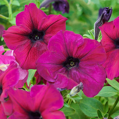 VibeX LXI-39 - Petunia - Madness Series Flower - Burgundy Blooms - (60 Seeds) Seed(60 per packet)