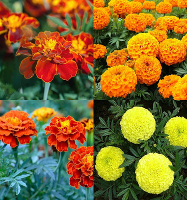 ibains Marigold seeds for planting pack of 55 Seed(15 per packet)