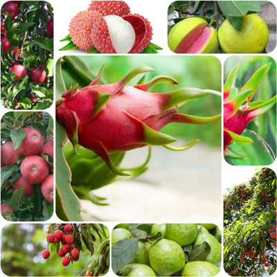 seedx Litchi-Apple-Dragon Fruit guava Seed(90 per packet)