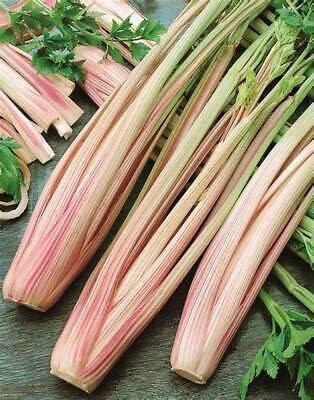CYBEXIS ATS-16 - Peppermint Celery - (2250 Seeds) Seed(2250 per packet)