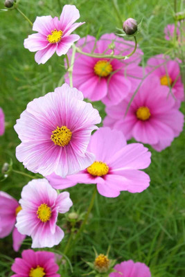 Quentova Cosmos Daydream Seed(100 per packet)
