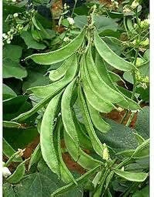 BJUBAS Long beans seeds pack of 24 Seed(24 per packet)