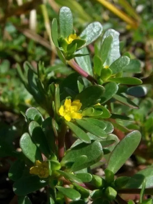 Aro Purslane, Kulfa Seed(30 per packet)
