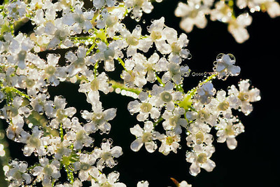 salven gypsophila flower Seed(25 per packet)