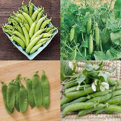 VibeX ® LXI-606 Pea 4 Varieties Mix Seed(50 per packet)