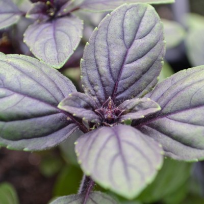 ONUS Ocimum basilicum (Purple Basil) Herb Seed(250 per packet)