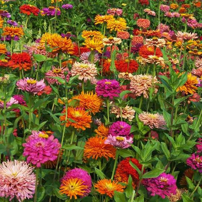 UGRA Pinca Mix Zinnia Seeds Seed(15 per packet)
