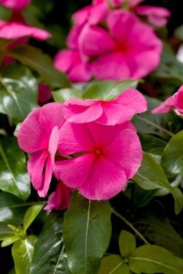 Quentova Pacifica Punch' Vinca Flower-ICRA-22E Seed(75 per packet)