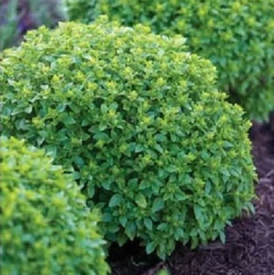 VibeX ® RXI-8 Boxwood Basil Seeds Seed(1000 per packet)