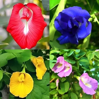 Greenfall Mixed Color Aparajita Seeds, Clitoria Ternatea (20 Per Packet) Seed(20 per packet)