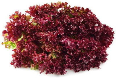 CYBEXIS LOLLO RED LETTUCE SEEDS2000 Seeds Seed(2000 per packet)