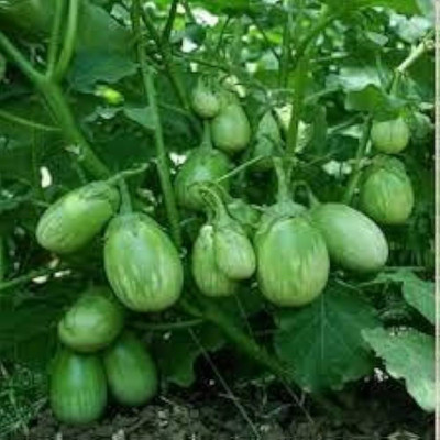 BDSresolve green brinjal seeds hybrid all seasons pack of 57 Seed(57 per packet)