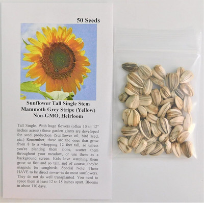 Qualtivate HYB-2A Sunflower Tall Single Stem Mammoth Grey Stripe Seed(200 per packet)