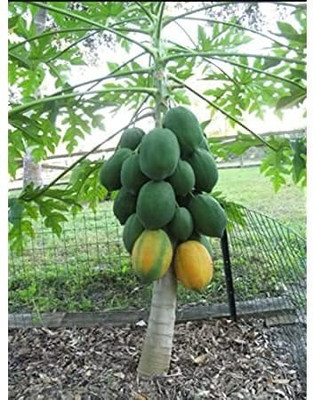 MAA Papaya, Papita Seed(110 per packet)