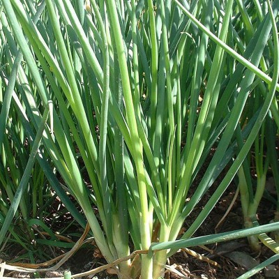 CYBEXIS Hybrid Spring Onion Seeds2000 Seeds Seed(2000 per packet)