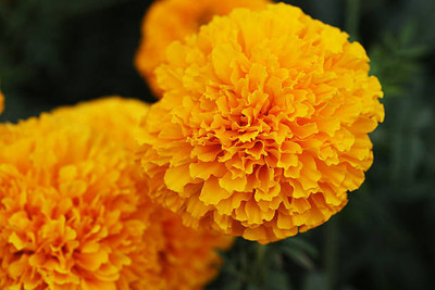 AmbeStore marigold,gende ka phool seeds Seed(21 per packet)