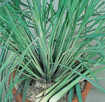 Aywal Lemon Grass Herbs Seed(100 per packet)