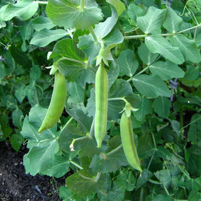 KANAYA Peas Seed(20 per packet)