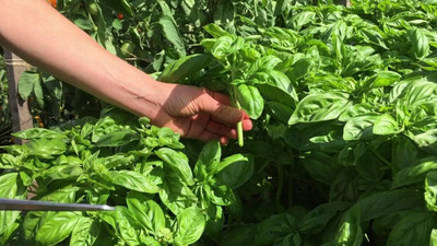 WILLVINE Fast Germination British Basil Seeds-[2000 Seeds] Seed(2000 per packet)