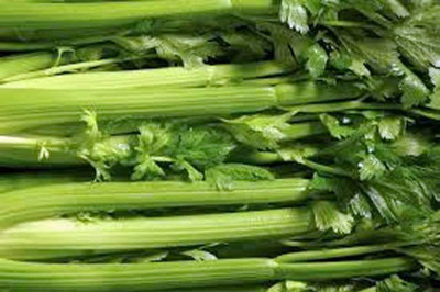 CYBEXIS XL-80 - Celery Tendercrisp - (250 Seeds) Seed(250 per packet)